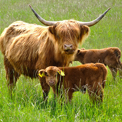 highland-cattle-dwor-debogora