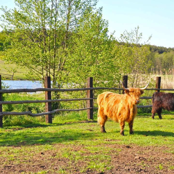 krowy-highland-cattle-dwor-debogora